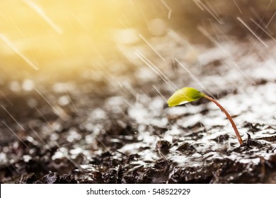 Green Sprouts In  Rain And Yellow Tones With Sun Rays