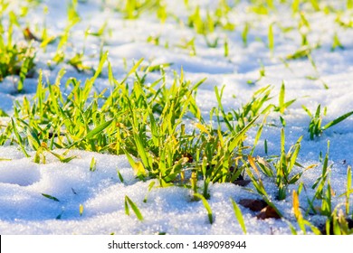 Green Sprouts Of Winter Wheat Under Snow In Sunny Weather