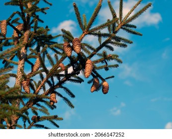 Green spruce branches close up with cones. Spruce branches against a blue sky.