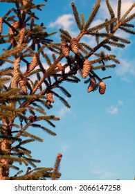 Green spruce branches close up with cones. Spruce branches against a blue sky.
