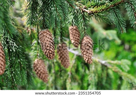 Green spruce branches with cones in summer. Many cones hanging on branch