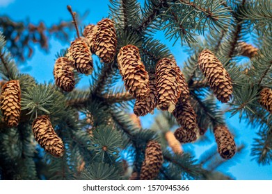 Green spruce branches with needles and cones against a blue sky. Many cones on spruce. Selective soft focus