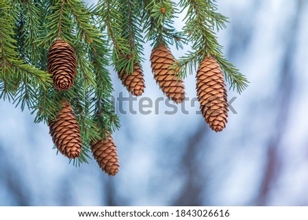 Green spruce branches with needles and many cones in winter. Many cones on spruce. Fir tree. Background image with copy space.