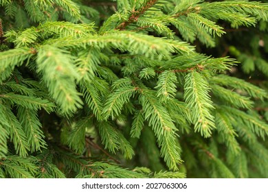 Green spruce branches as a textured background. Green spruce, white spruce or Colorado blue spruce.