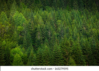 Green Spruce Forest From Air