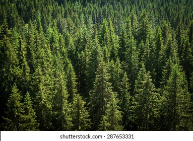 Green Spruce Forest, View From Above