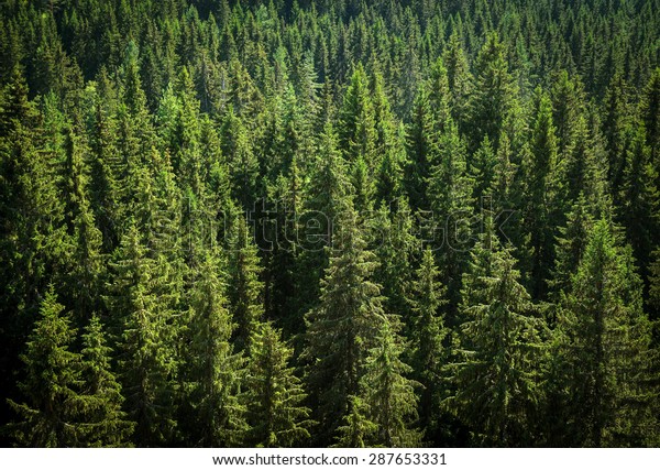 Green Spruce Forest View Above Stock Photo Edit Now