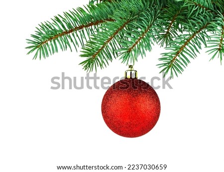 Green spruce tree and red shiny toy. Isolated branch and holiday decor on white background. Merry Christmas. Happy New Year