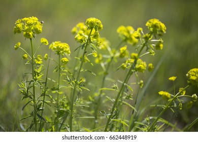 Green Spurge Or Leafy Spurge (Euphorbia Esula)