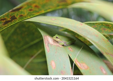 Green Squirrel Tree Frog In Palm Fronds