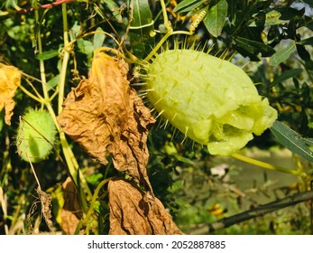 Green Squirting cucumber and dry leaves  - Shutterstock ID 2052887885