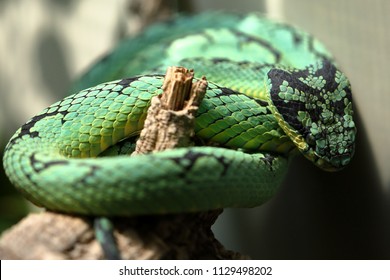 Green Sri Lanka Pit Viper