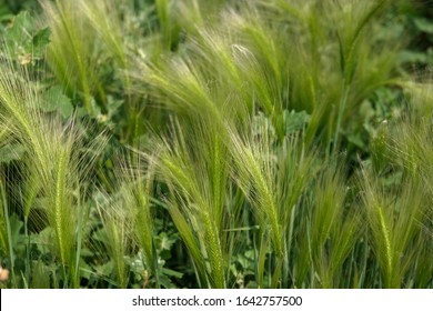 Green Stalks Of Cereal Grass For Background. Long Awn In Ear. Concept Of Spring.