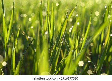 Green stalks of emerging grain with drops of morning dew. Spring in the countryside. Dew drops in the sun. Green fields.