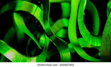 Green Steel Shavings Macro Shot For Wallpaper Or Texture