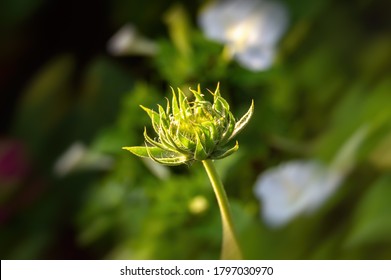 flower without petals