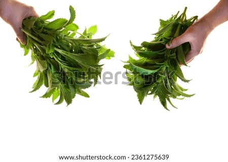 Green stevia bunch in hand isolated on white background. Food grade vegetable sweetener.Stevia rebaudiana.Vegetable sweetener.Stevia plant.Sugar substitute. Natural dietary sweetener. 