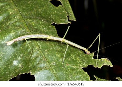 Green Stick Insect Eating A Leaf In The Rainforest Understory, Ecuador