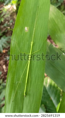 Green stick insect (Phasmatodea) camouflaged on a green leaf in a tropical forest