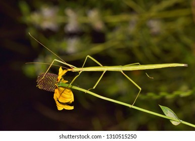 迷彩柄图片 库存照片和矢量图 Shutterstock