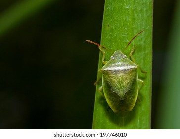 Green Stink Bug