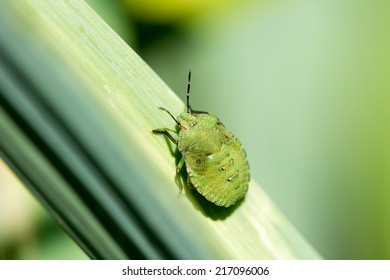 Green Stink Bug