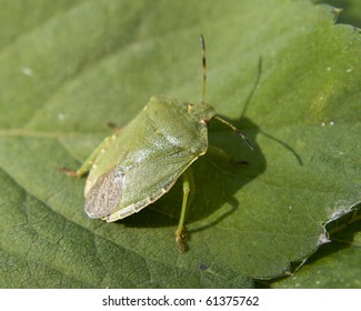 Green Stink Bug