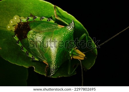 Green stink bug is laying their eggs on orange leaf
