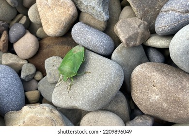 A Green Stink Bug On A Rock