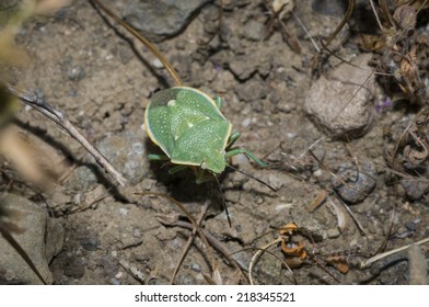 green stink bug or green soldier bug (Acrosternum hilare or Chinavia hilaris) in Camarillo, California - Shutterstock ID 218345521