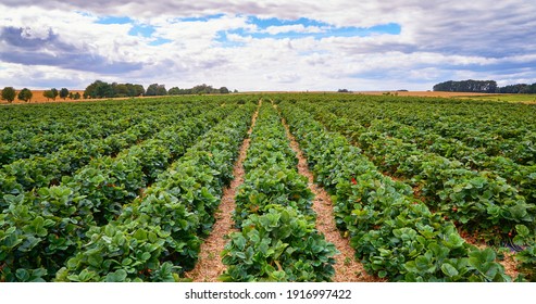 Green strawberry field with blue sky and clouds on the horizon.