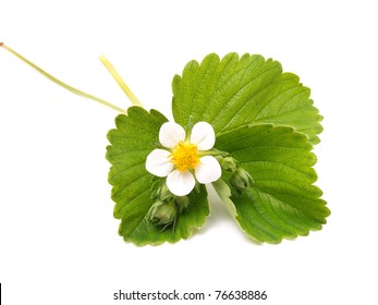 Green Strawberry Leaf With Blossom  Isolated