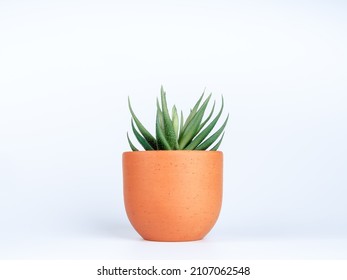 Green succulent or aloe vera plant in small round terra cotta pot isolated on white background. - Shutterstock ID 2107062548