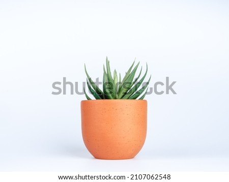Green succulent or aloe vera plant in small round terra cotta pot isolated on white background.