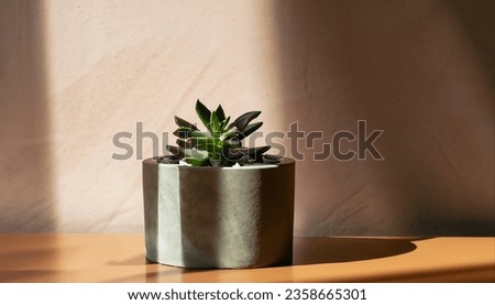 Green succulent in concrete plant pot with decorative shadows on a brown wall and table surface in home interior. Game of shadows on a wall from window at the sunny day. Minimalist vertical background