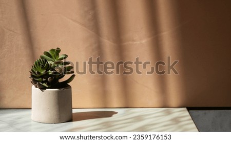 Green succulent in concrete plant pot with decorative shadows on a brown wall and table surface in home interior. Game of shadows on a wall from window at the sunny day. Minimalist vertical background