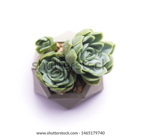 green succulent in concrete pot. isolated succulent flower in white background. top view. cement original pot with house plant.