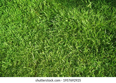 Green Succulent Grass As Background