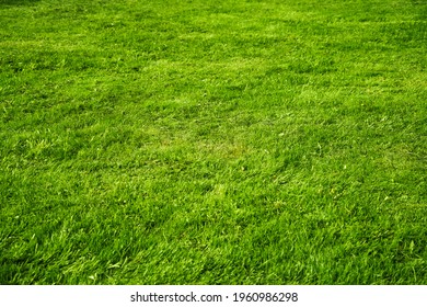 Green Succulent Grass As Background