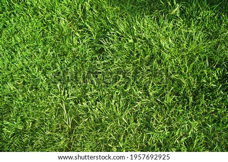 green succulent grass as background