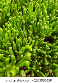 Green Succulent Ideal House Plant