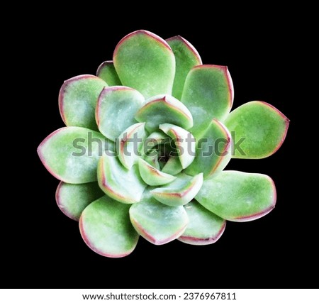Green succulent isolated with clipping path, no shadow in black background