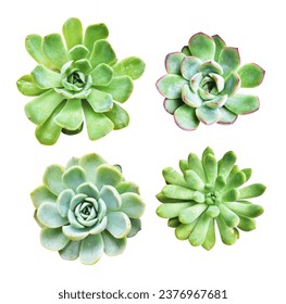 Green succulent isolated in white background, no shadow, succulents with clipping path