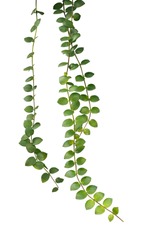 Grüne Sukkulente Blätter Hängende Kletterpflanze (Dischidia Sp.) Einzeln Auf Weißem Hintergrund, Beschneidungspfad Inbegriffen.
