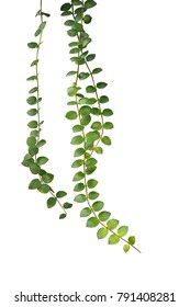 Green succulent leaves hanging climber plant (Dischidia sp.) isolated on white background, clipping path included.