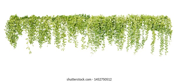 Green succulent leaves hanging vines ivy bush climbing epiphytic plant (Dischidia sp.) after rain in tropical rainforest garden isolated on white background, nature backdrop with clipping path. - Shutterstock ID 1452750512