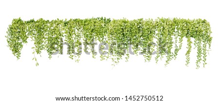Green succulent leaves hanging vines ivy bush climbing epiphytic plant (Dischidia sp.) after rain in tropical rainforest garden isolated on white background, nature backdrop with clipping path.