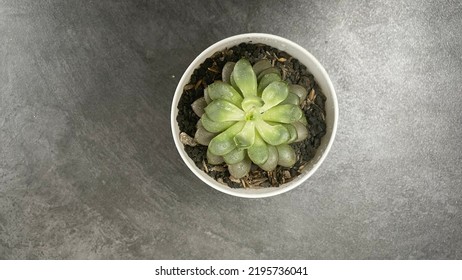 Green Succulent On The Black Granite Table