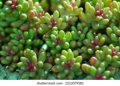 Green Succulent Plant, Close Up, Green Plant Background