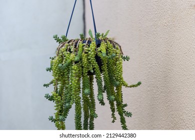 Green Succulent Plant Hanging From Ceiling